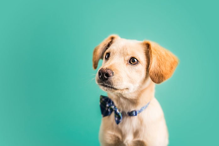 Où adopter un chien à donner? Un chien