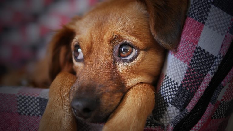Quels sont les calmants naturels les plus recommandés pour les chiens ?