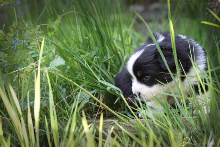 Les bons à savoir pour adopter un chien berger américain miniature